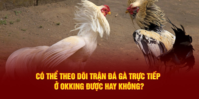 Có thể theo dõi trận đá gà trực tiếp ở OKKING được hay không?