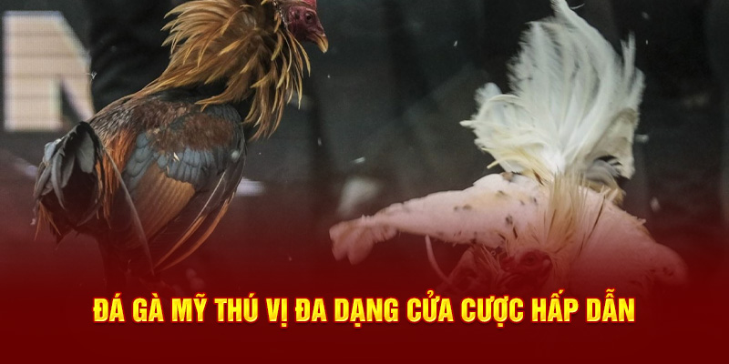 Đá Gà Mỹ thú vị đa dạng cửa cược hấp dẫn