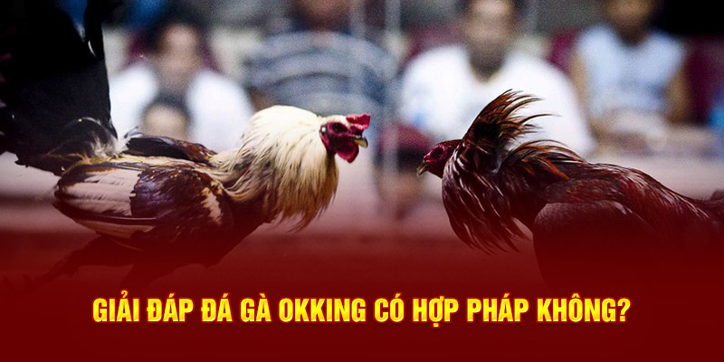 Giải đáp đá gà OKKING có hợp pháp không?