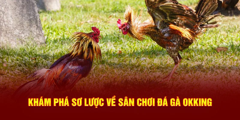 Khám phá sơ lược về sân chơi đá gà OKKING